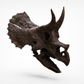 1:10 Scale Juvenile Triceratops Skull
