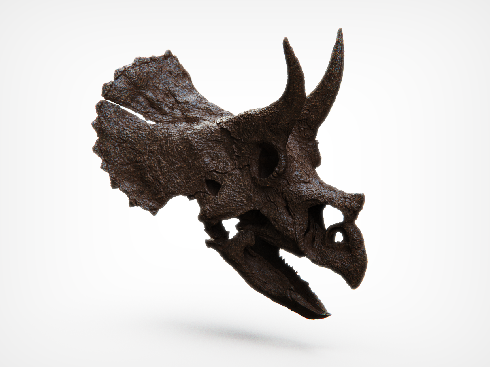 1:10 Scale Juvenile Triceratops Skull