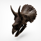 1:10 Scale Juvenile Triceratops Skull