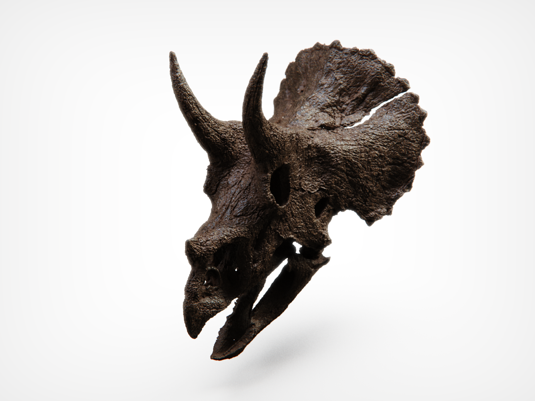 1:10 Scale Juvenile Triceratops Skull