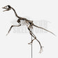 Archaeopteryx Skull