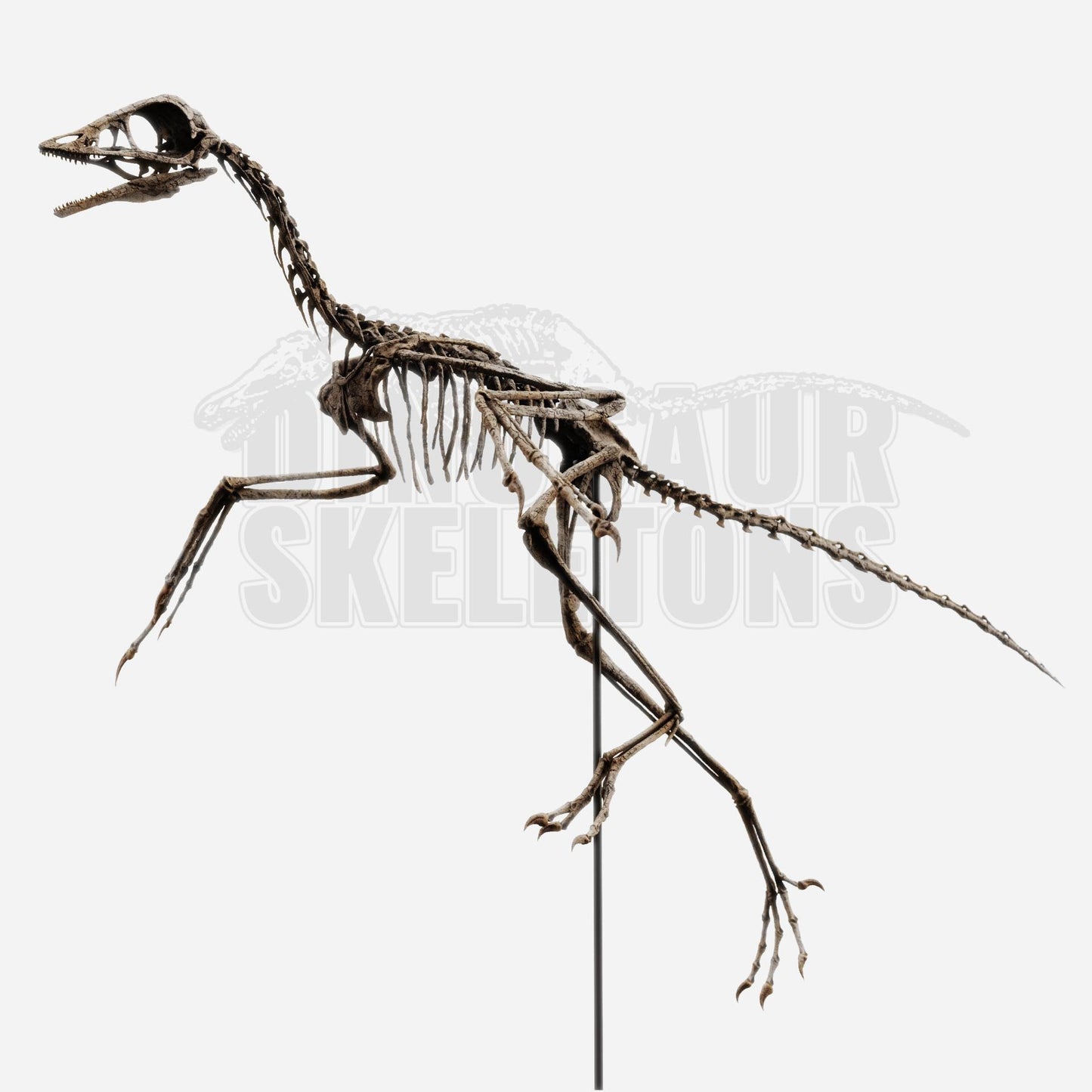 Archaeopteryx Skull