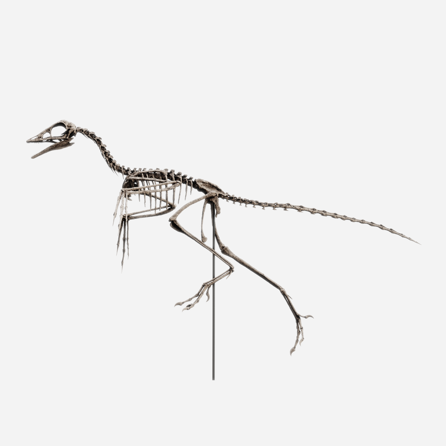 Archaeopteryx Skull