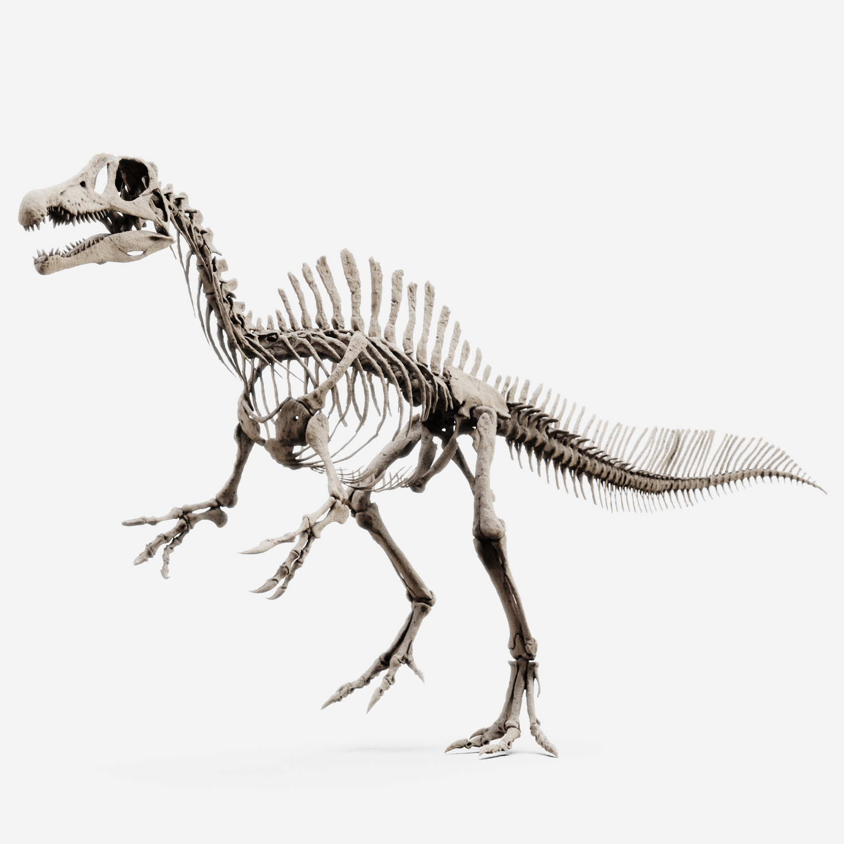 Juvenile Spinosaurus