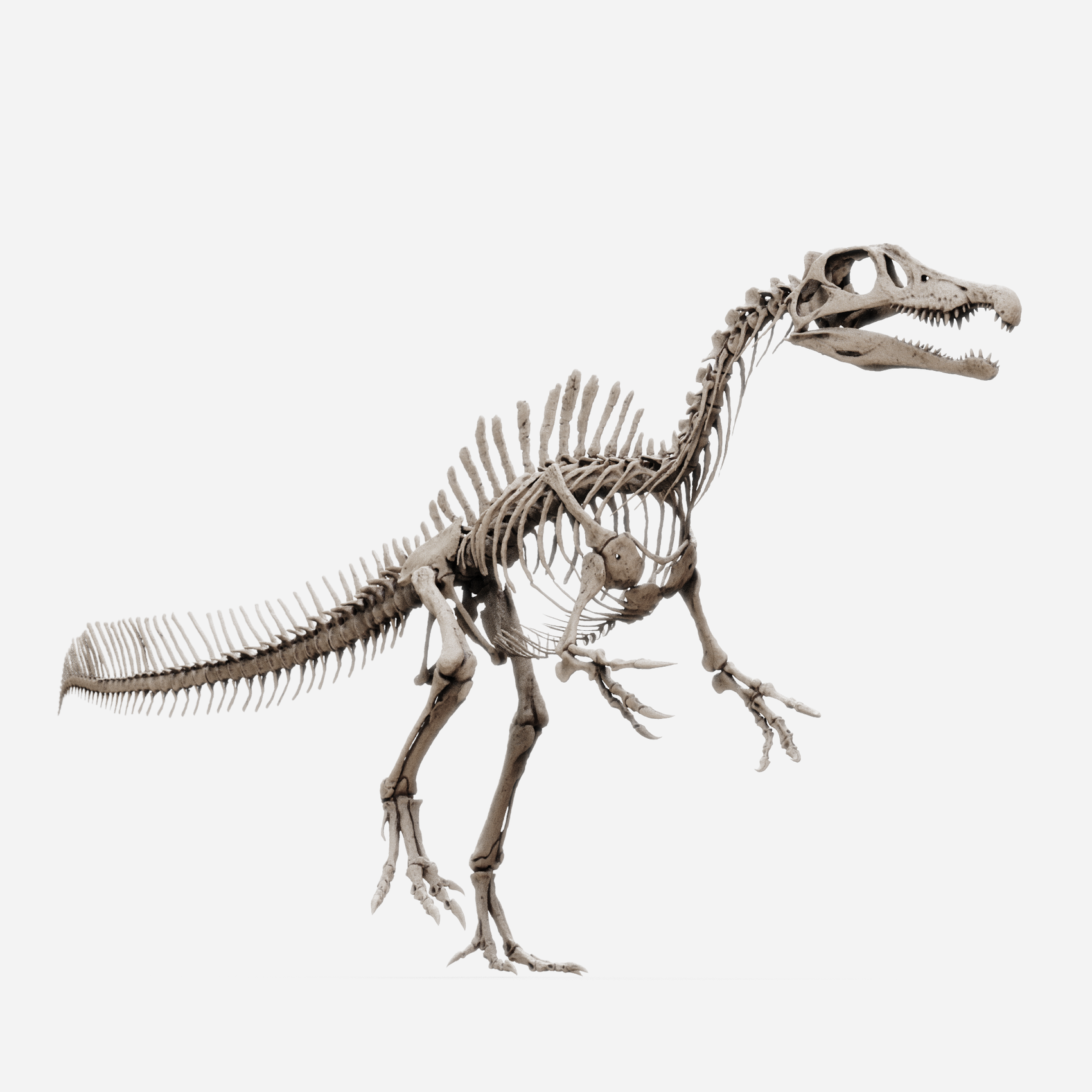 Juvenile Spinosaurus