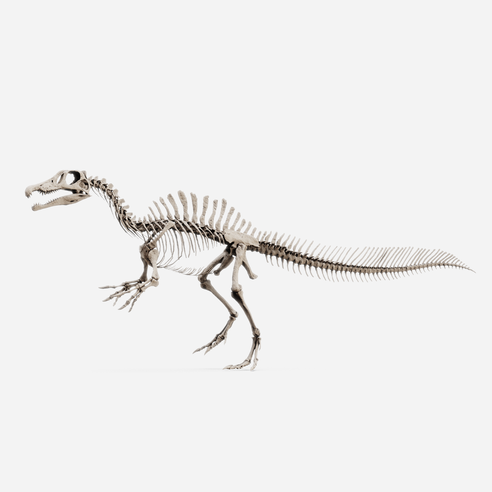 Juvenile Spinosaurus