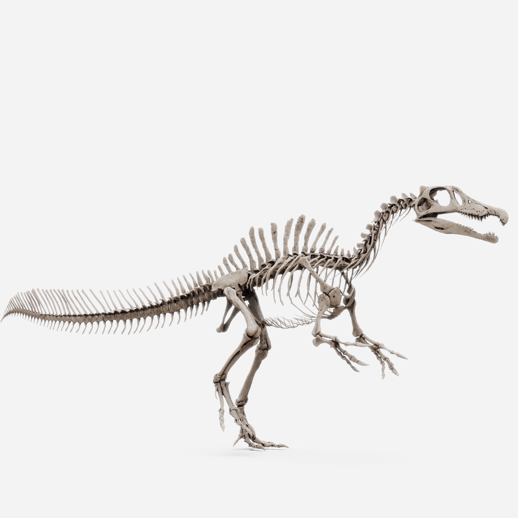 Juvenile Spinosaurus