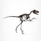 Bambiraptor feinbergi - Dromaeosaurid