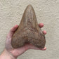 Brown Megalodon Tooth