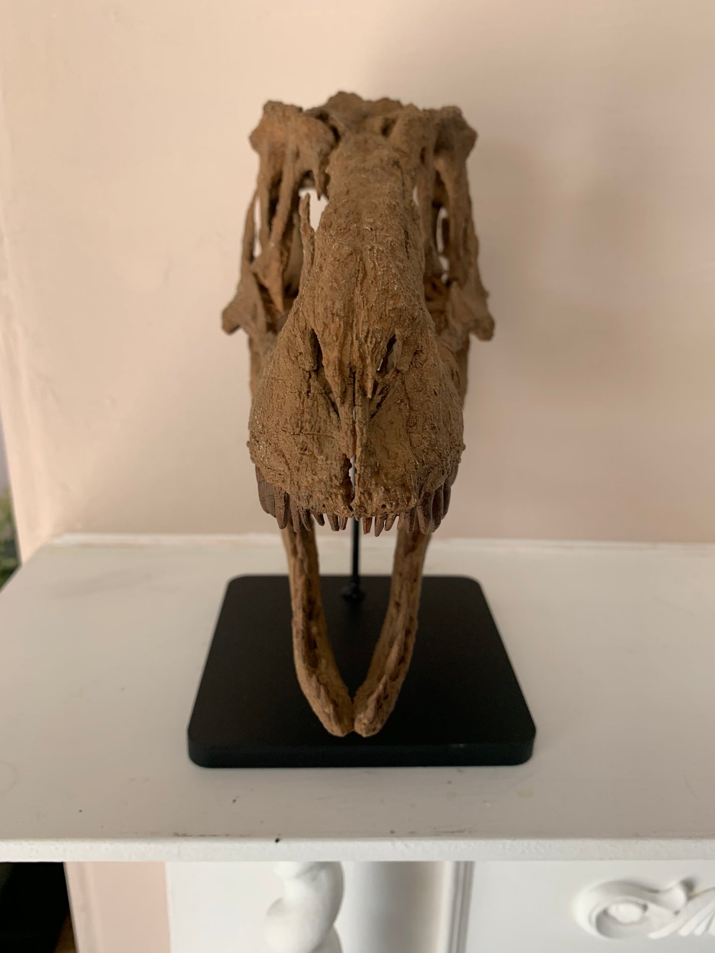 Daspletosaurus Skull (1:5 scale 22cm Scale Model)