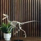 Velociraptor 1:3 scale skeleton (70cm)