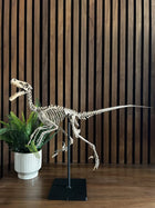 Velociraptor 1:3 scale skeleton (70cm)