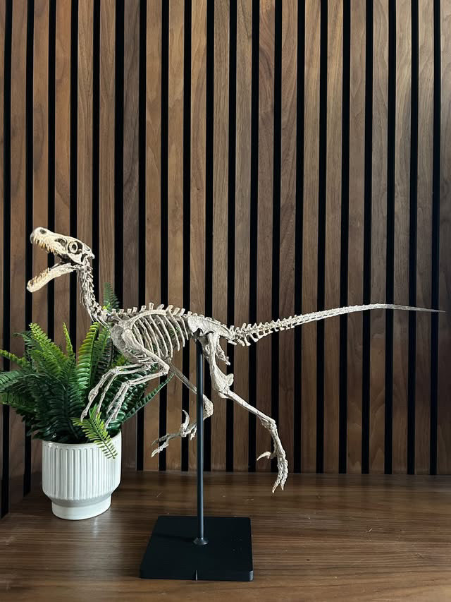 Velociraptor 1:3 scale skeleton (70cm)
