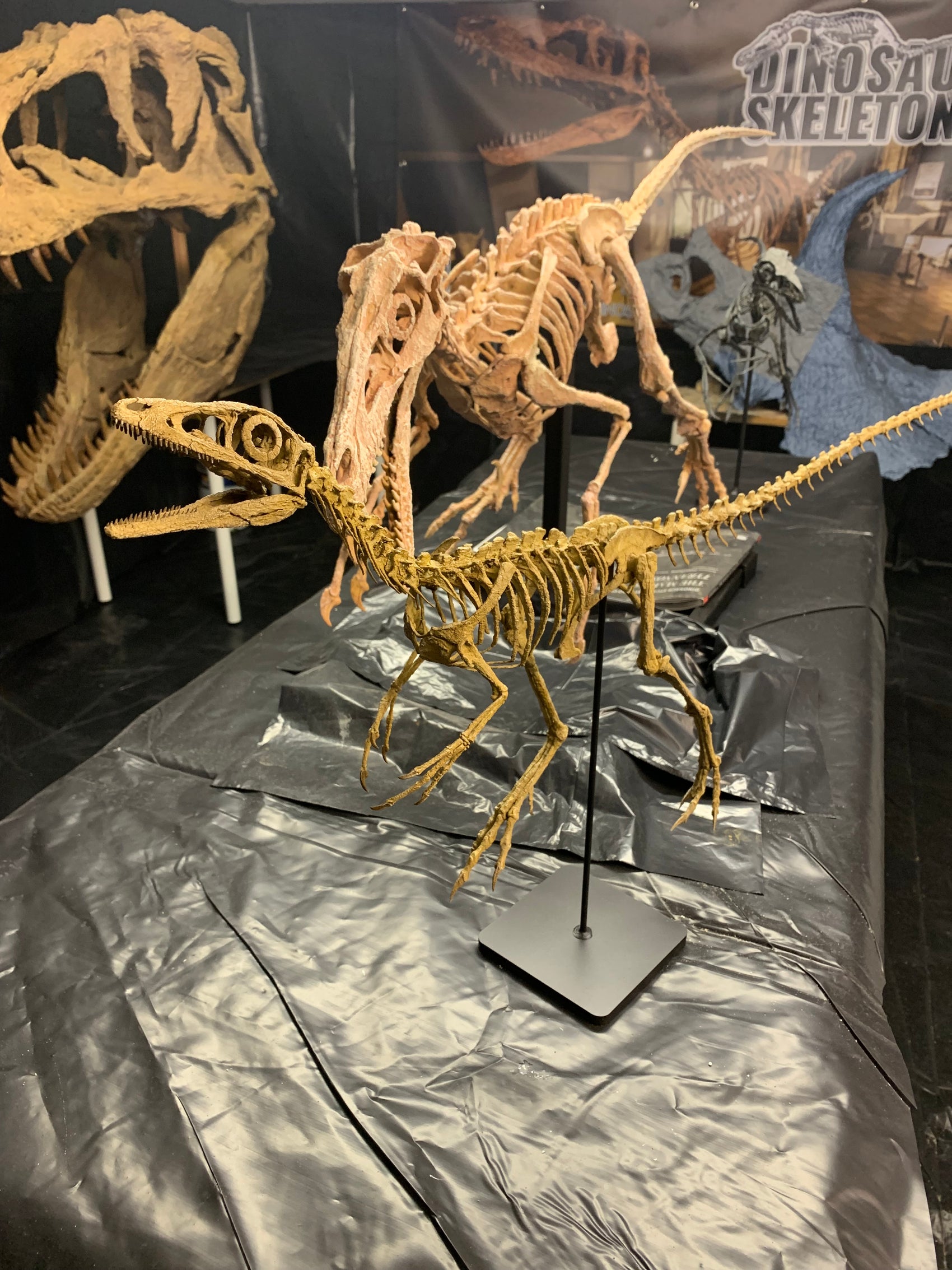 Compsognathus