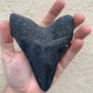 Megalodon Tooth (4 Inches)
