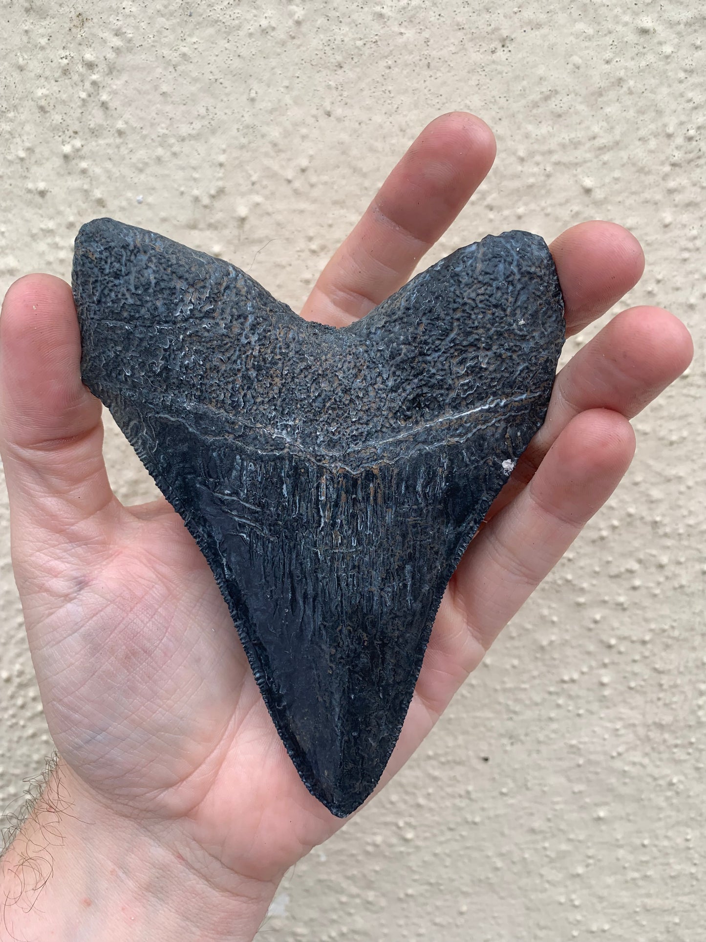 NO LEAD TIME - Megalodon Tooth (4 Inches)