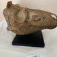 Nanotyrannus Skull -Desktop collectible  (22cm length)