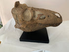 Nanotyrannus Skull -Desktop collectible  (22cm length)