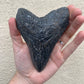 Megalodon Tooth (4 Inches)