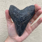 Megalodon Tooth (4 Inches)