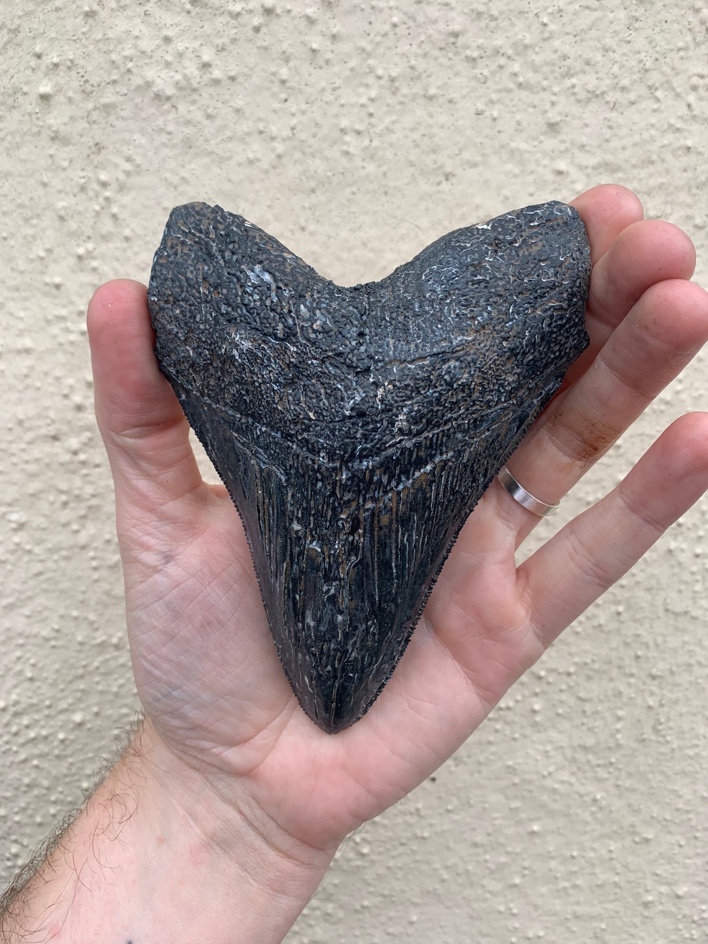 NO LEAD TIME - Megalodon Tooth (4 Inches)