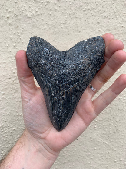 NO LEAD TIME - Megalodon Tooth (4 Inches)