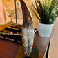 Tyrannosaurus Rex Tooth 2