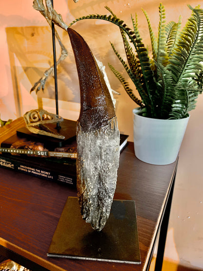 Tyrannosaurus Rex Tooth 2