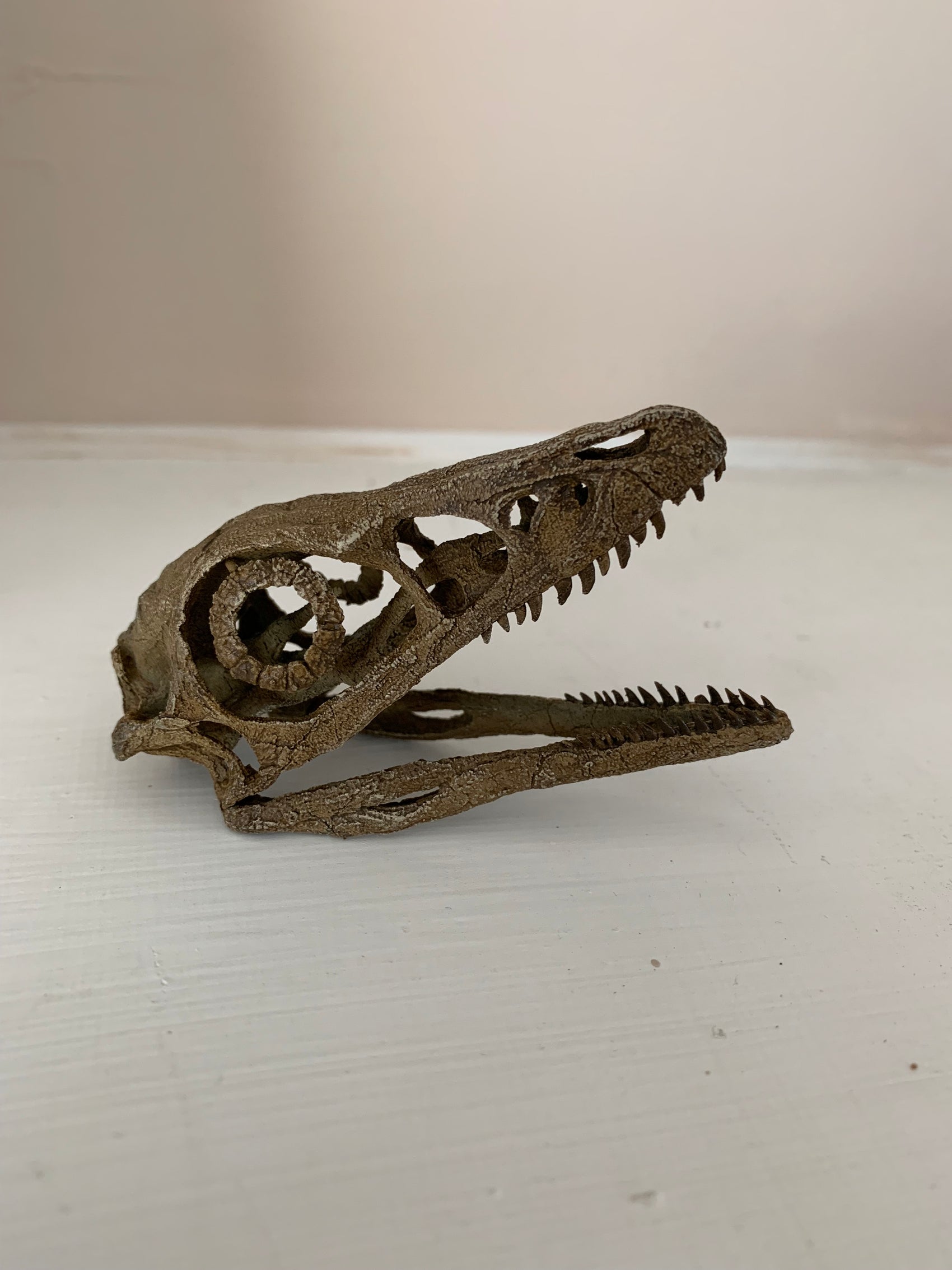 Microraptor Skull