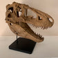 Daspletosaurus Skull (1:5 scale 22cm Scale Model)