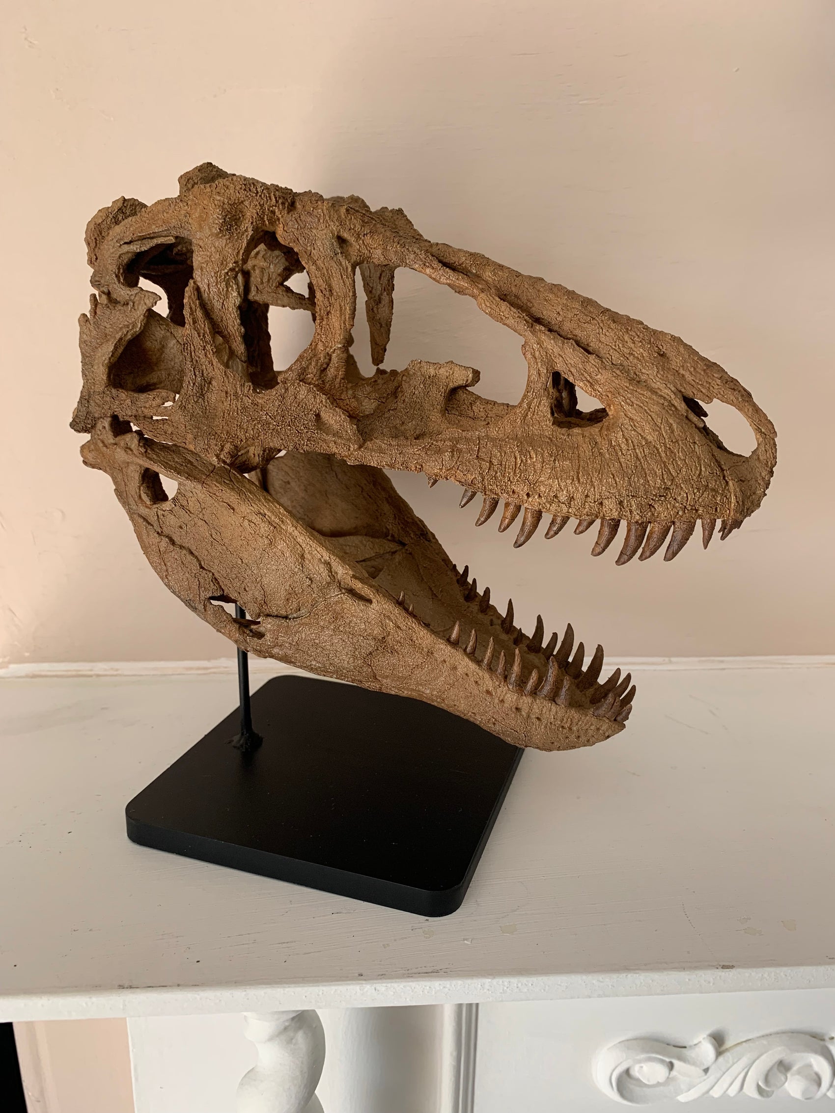 Daspletosaurus Skull (1:5 scale 22cm Scale Model)