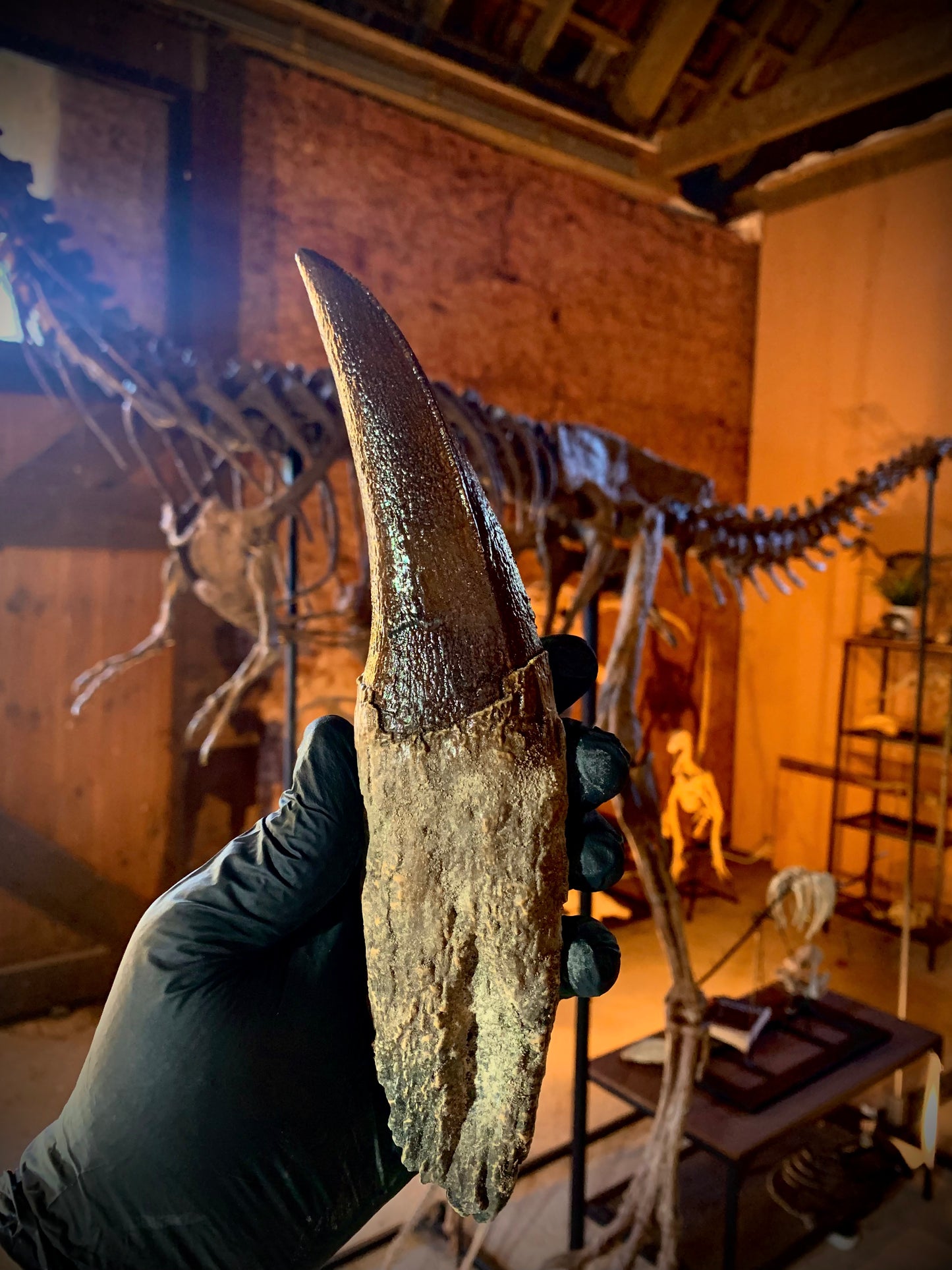 Tyrannosaurus Rex Tooth 2