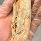 Velociraptor Egg - Embryo