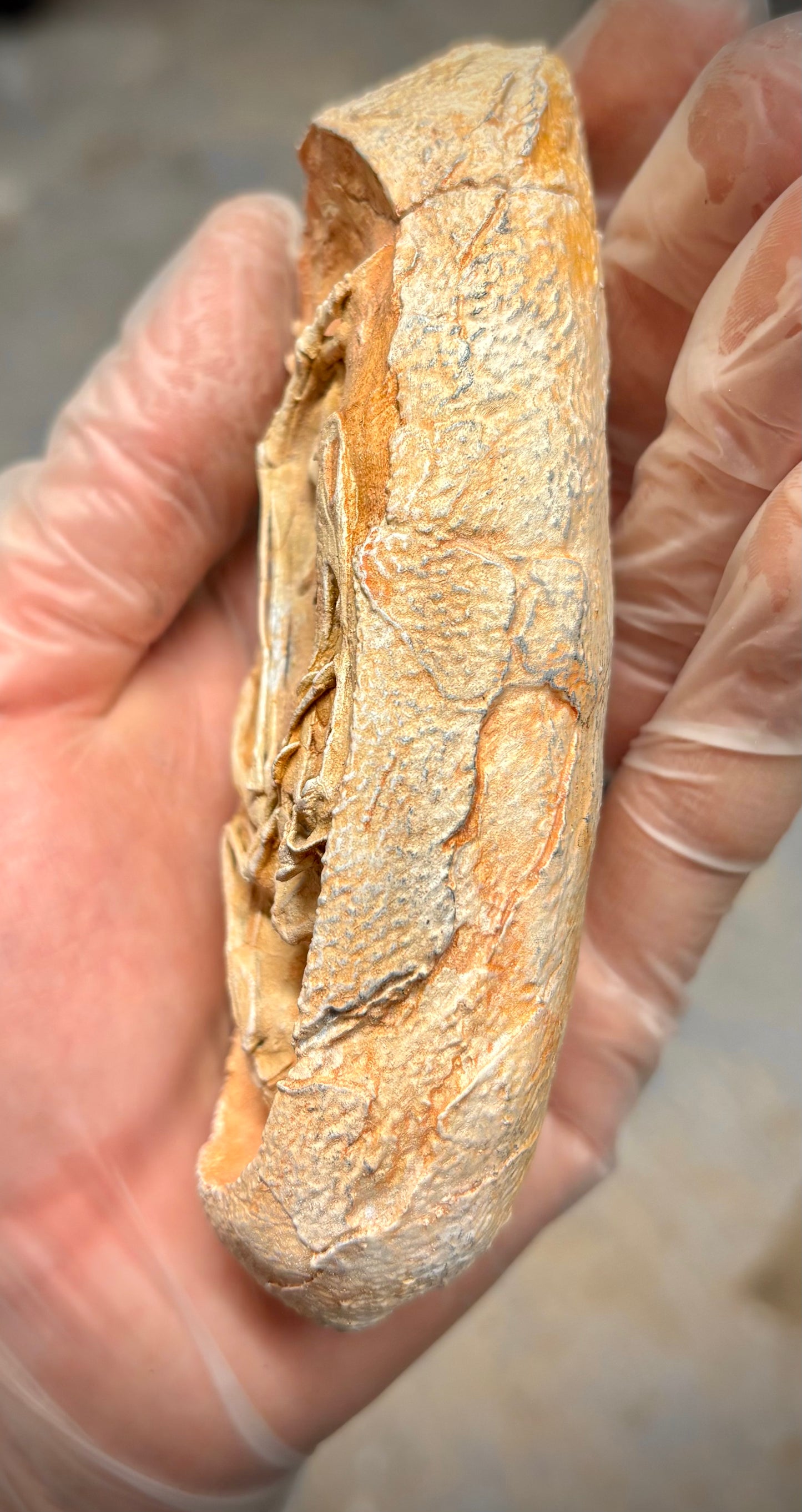 Velociraptor Egg - Embryo