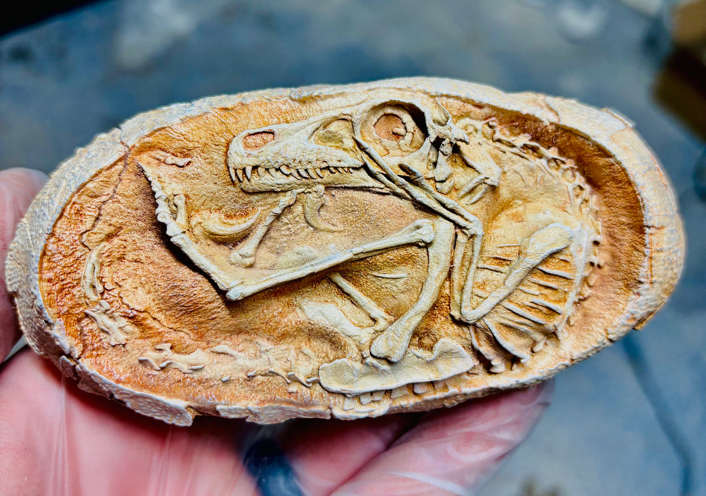Velociraptor Egg - Embryo