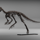 Compsognathus-Schädel