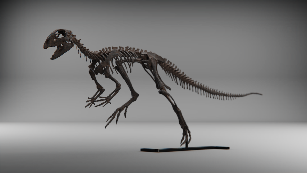 Compsognathus-Schädel