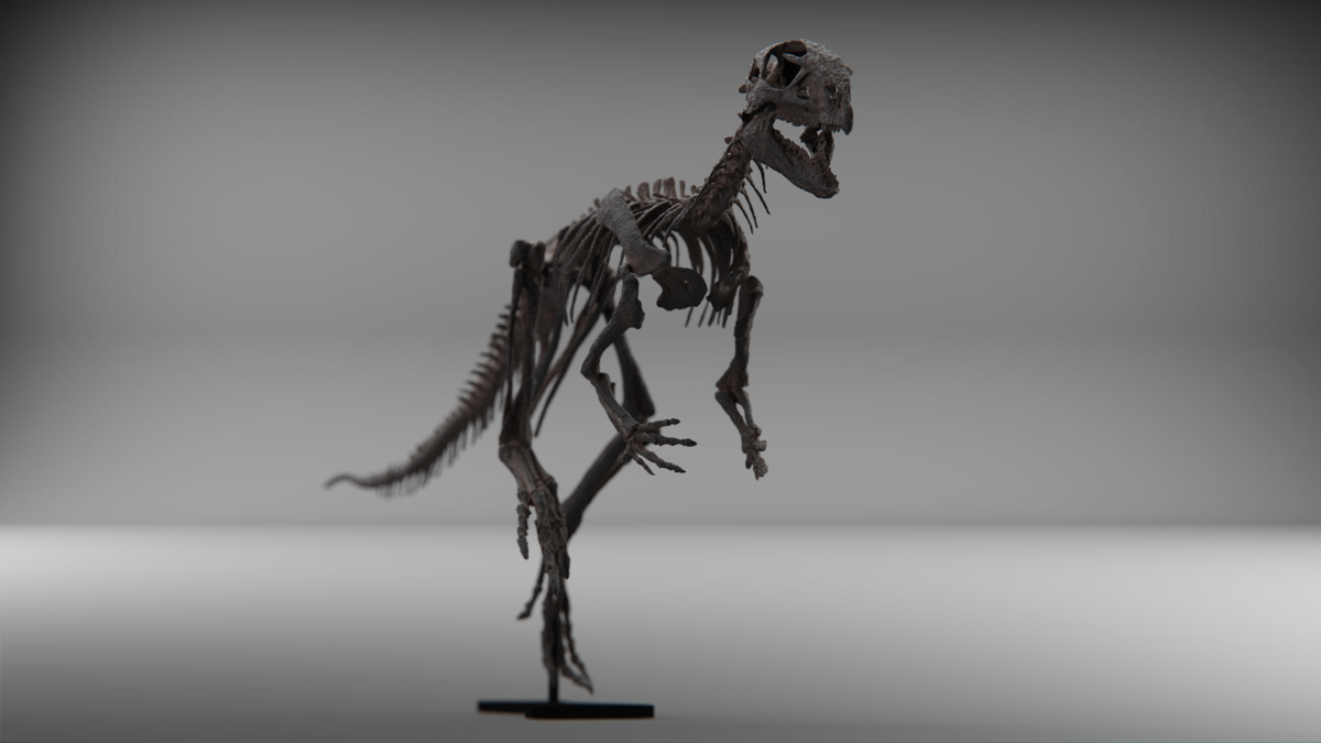 Compsognathus-Schädel