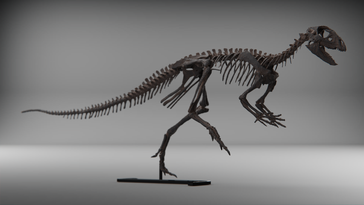 Compsognathus-Schädel