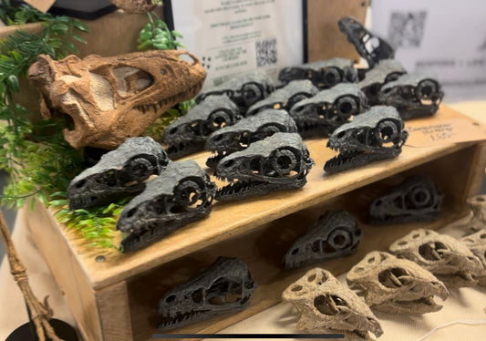 Bambiraptor Skull