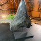 Black Megalodon Tooth On Metal Display Stand