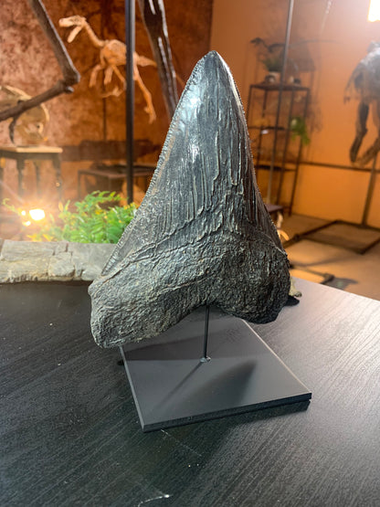 Black Megalodon Tooth On Metal Display Stand