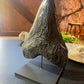 Black Megalodon Tooth On Metal Display Stand