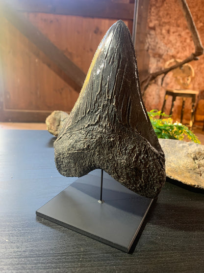 Black Megalodon Tooth On Metal Display Stand
