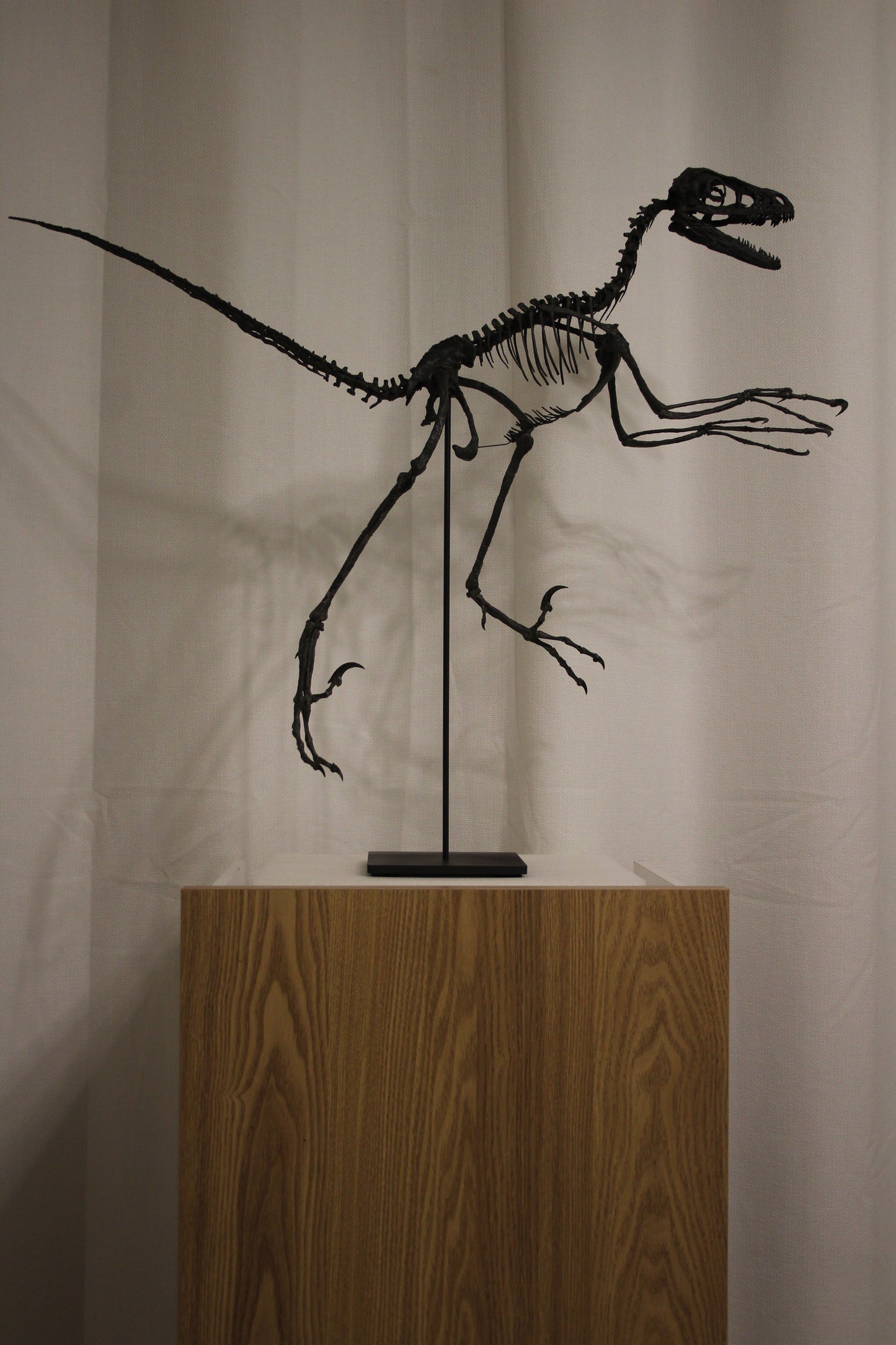 Bambiraptor feinbergi - Dromaeosaurid