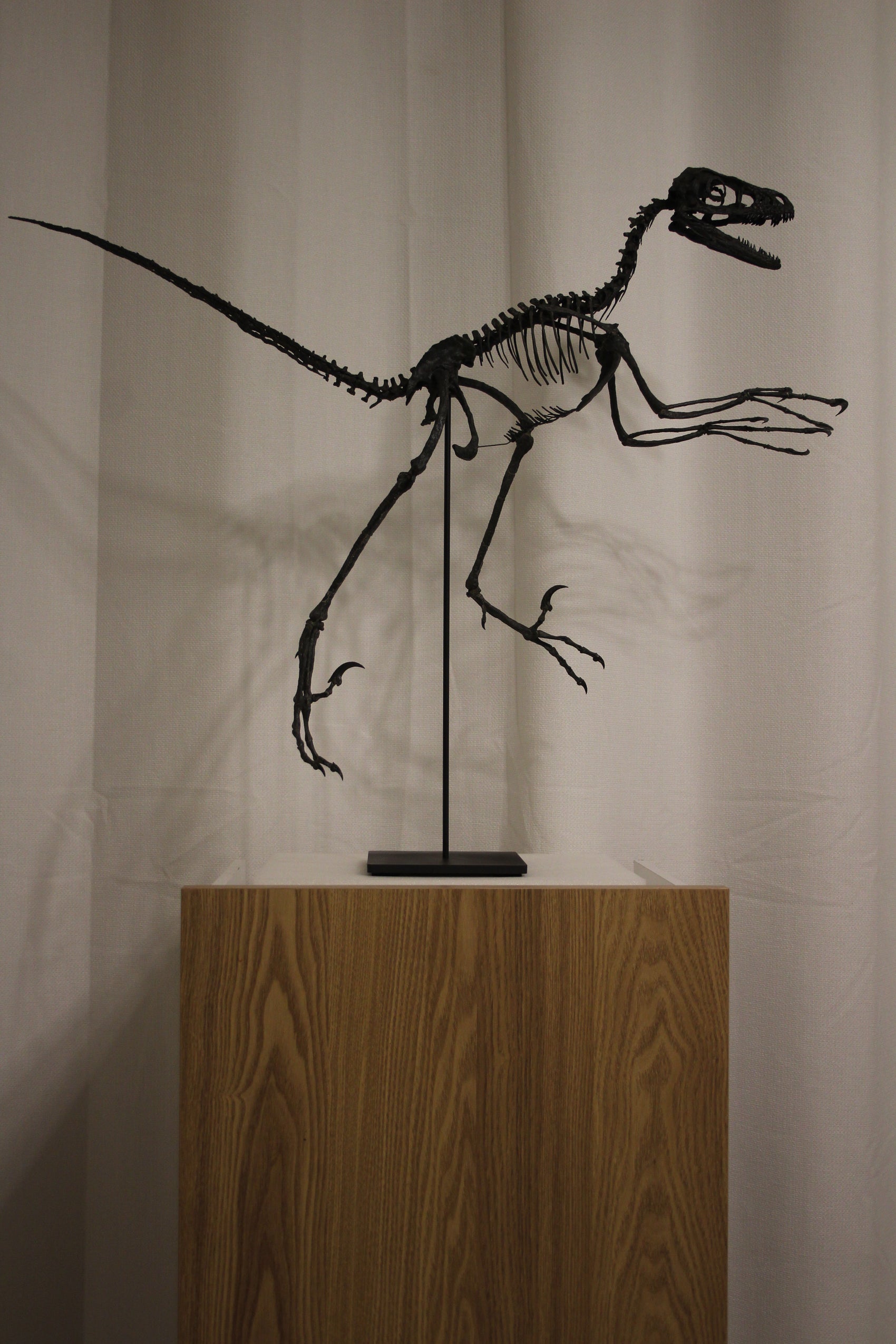 Bambiraptor feinbergi - Dromaeosaurid