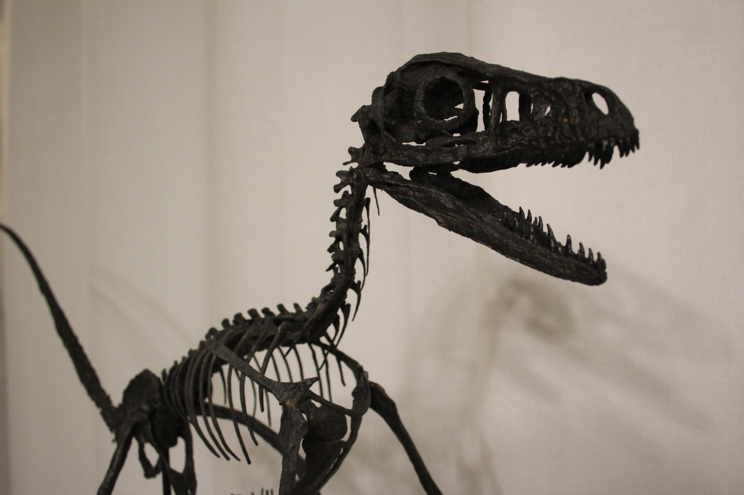 Bambiraptor feinbergi - Dromaeosaurid
