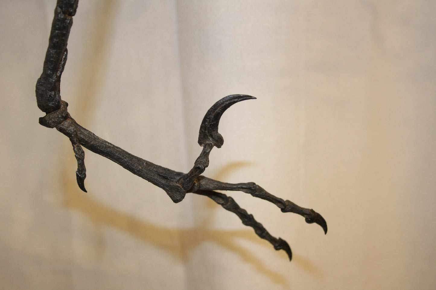 Bambiraptor feinbergi - Dromaeosaurid