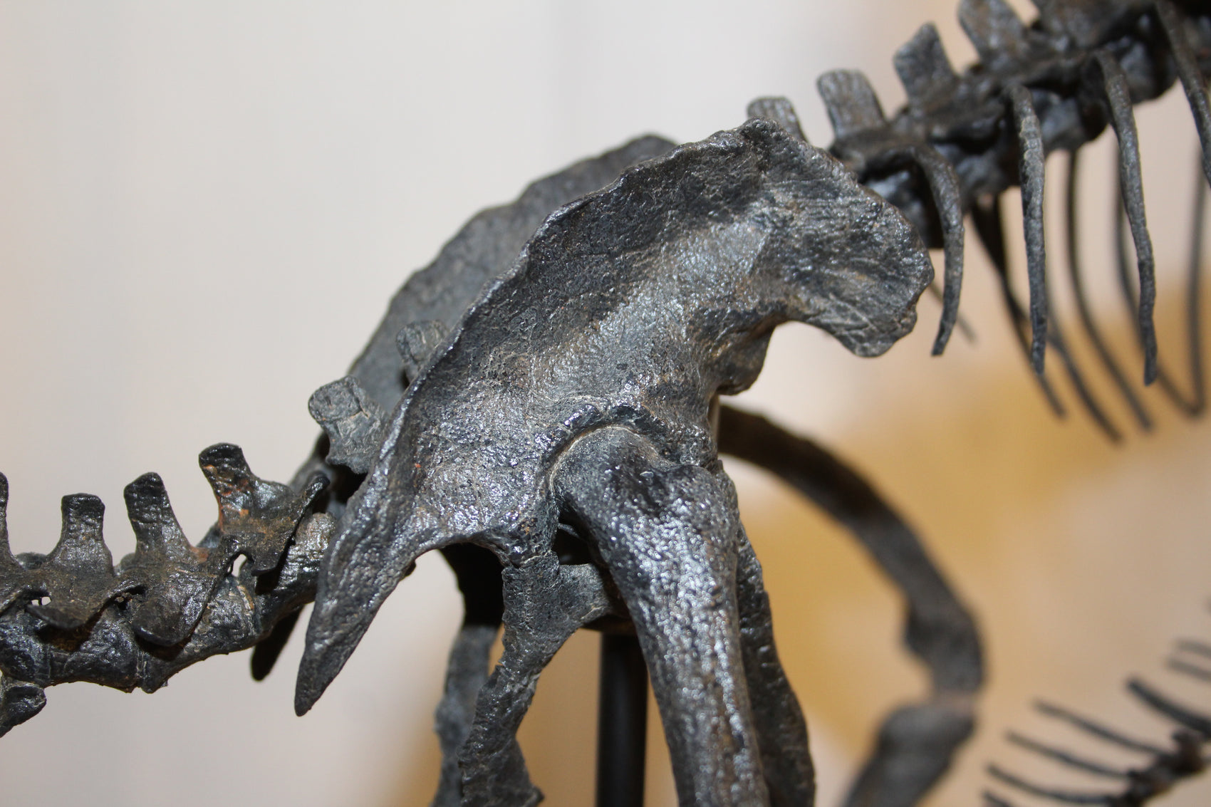 Bambiraptor feinbergi - Dromaeosaurid