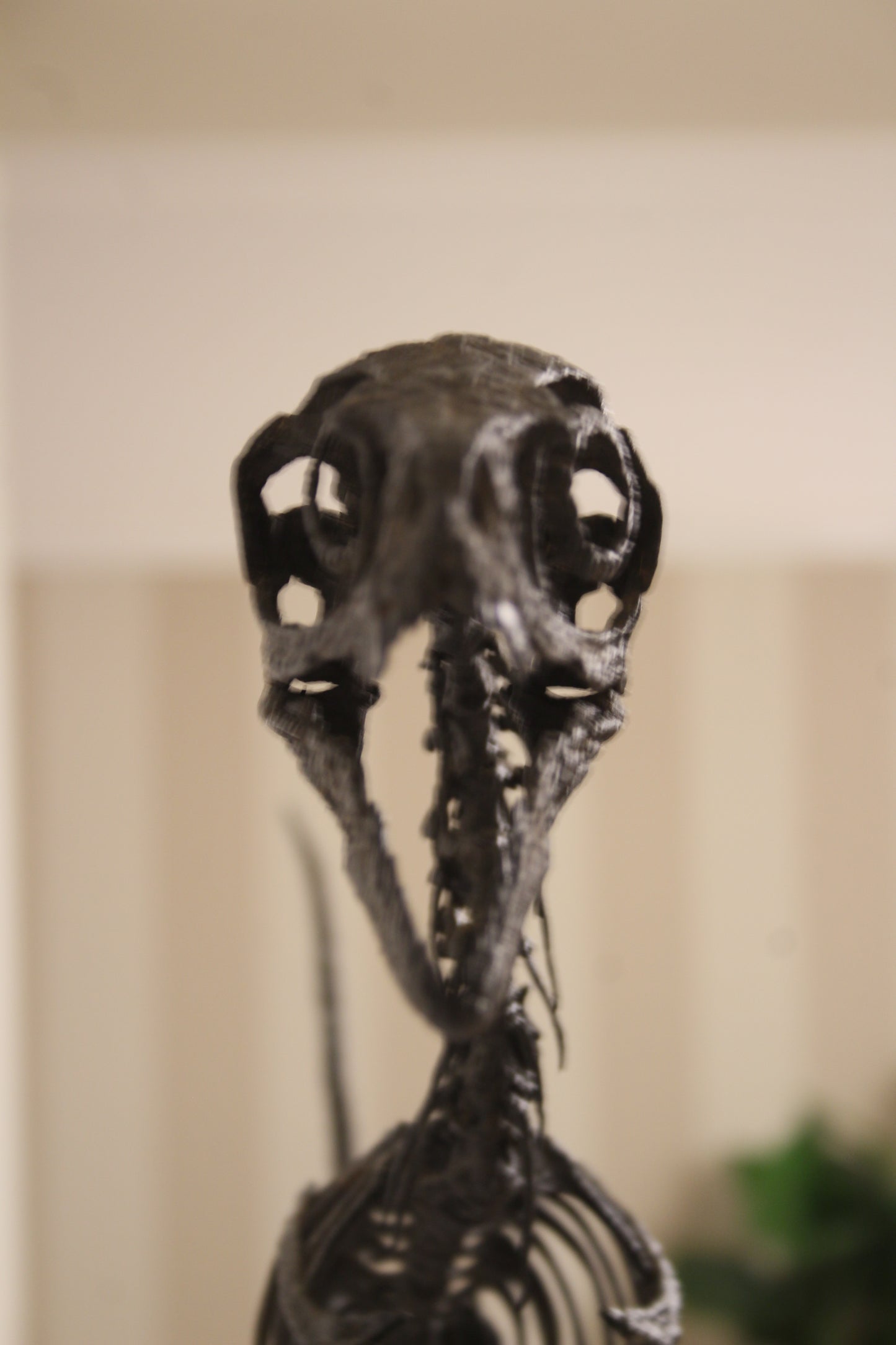 Bambiraptor feinbergi - Dromaeosaurid